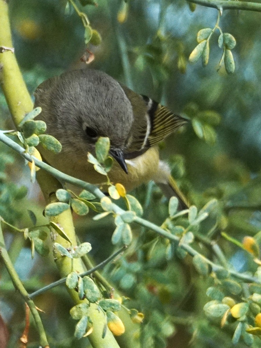 Ruby-crowned Kinglet - ML645764883