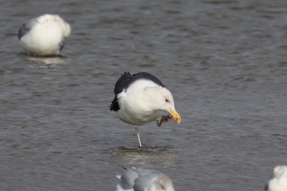 Gavión Atlántico - ML645764890