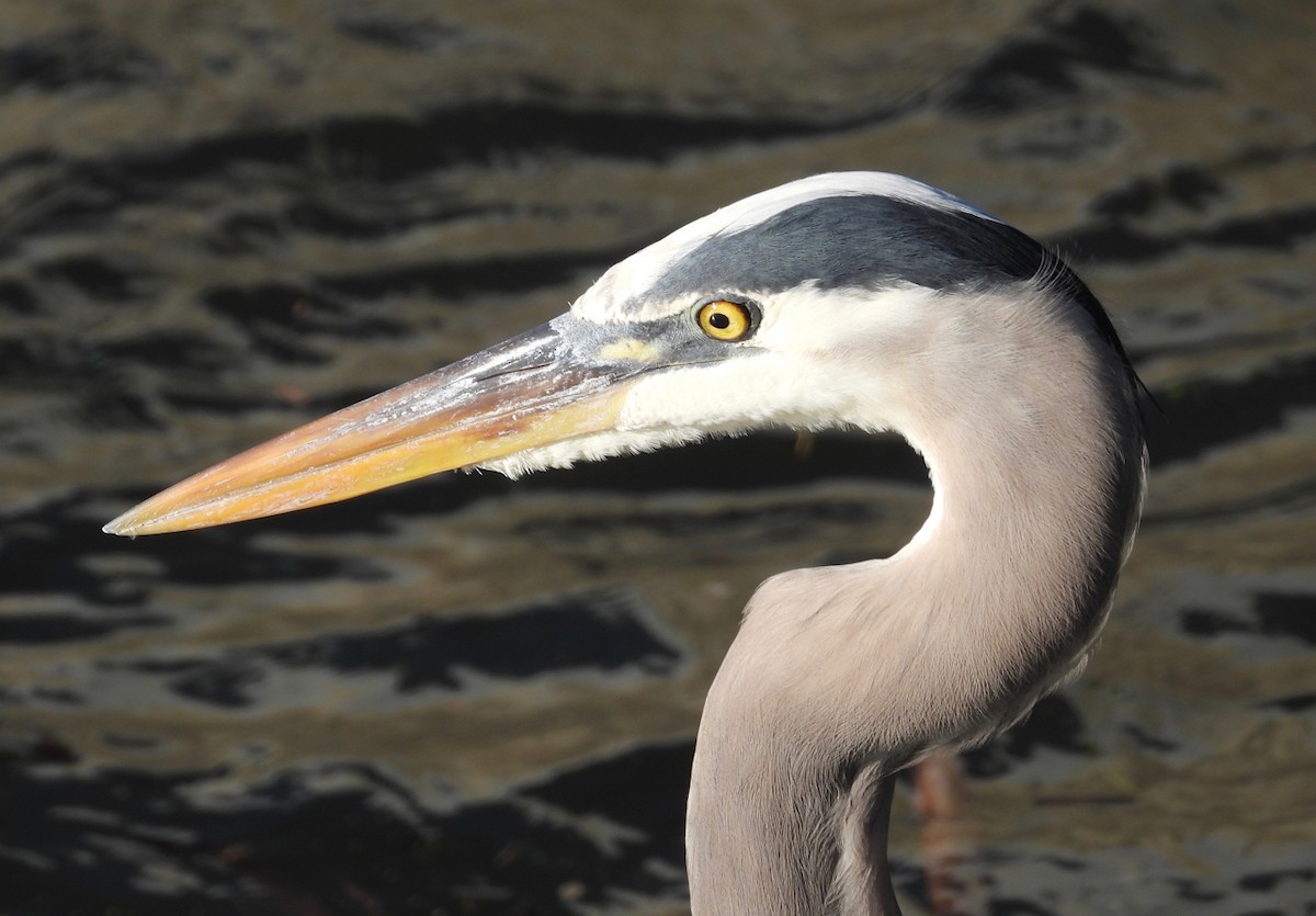 Great Blue Heron - ML645764893