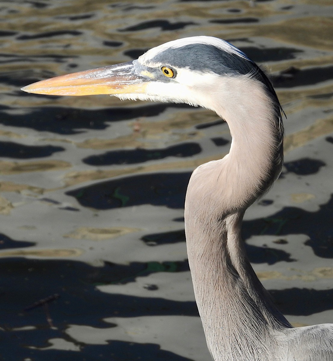 Great Blue Heron - ML645764894