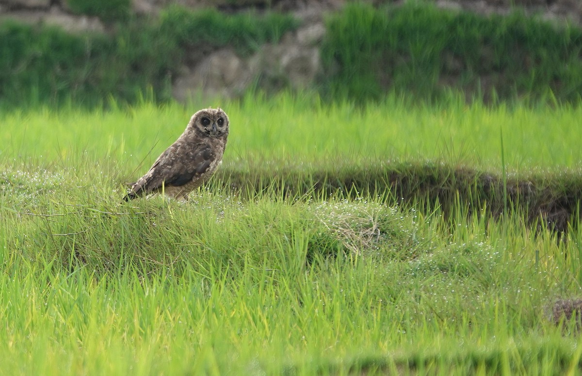 Marsh Owl - ML645764898