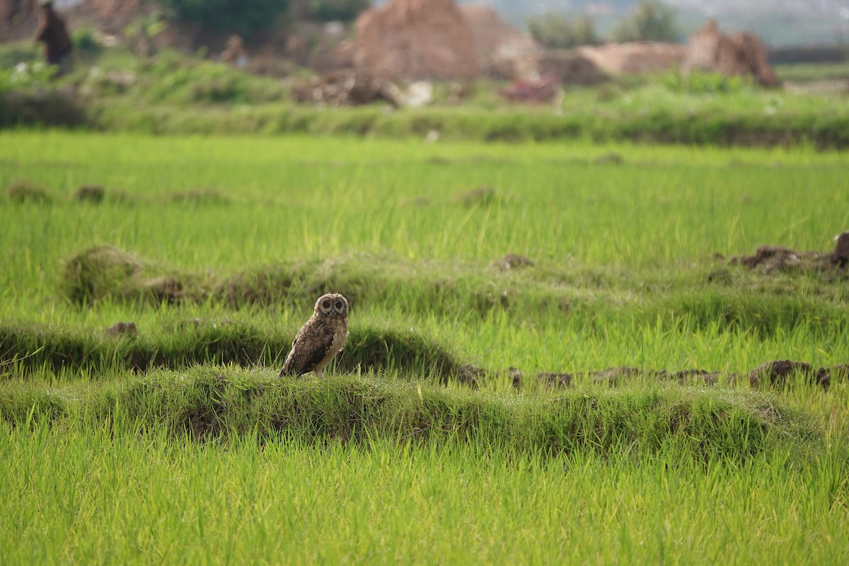 Marsh Owl - ML645764899