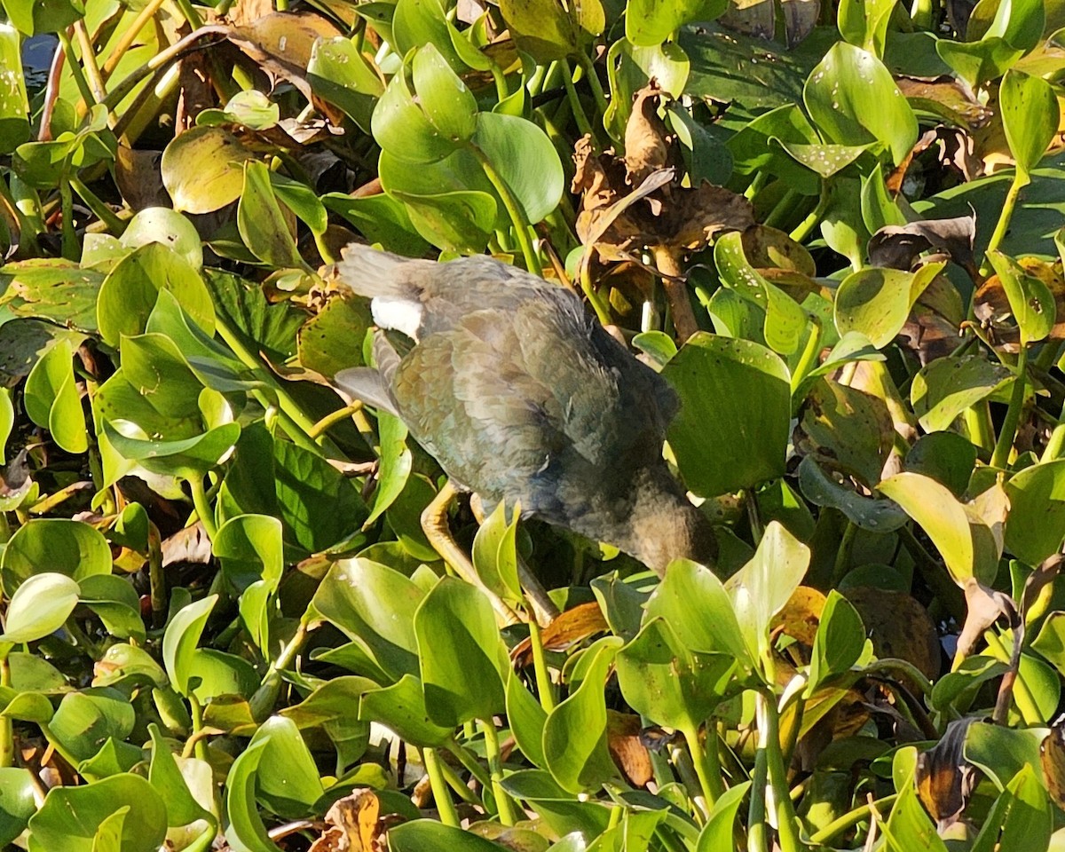 Малая султанка - ML645764902