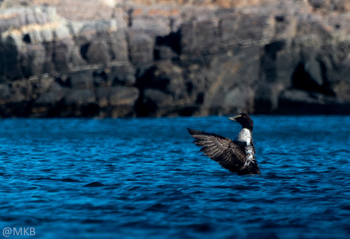 ærfugl - ML645764906