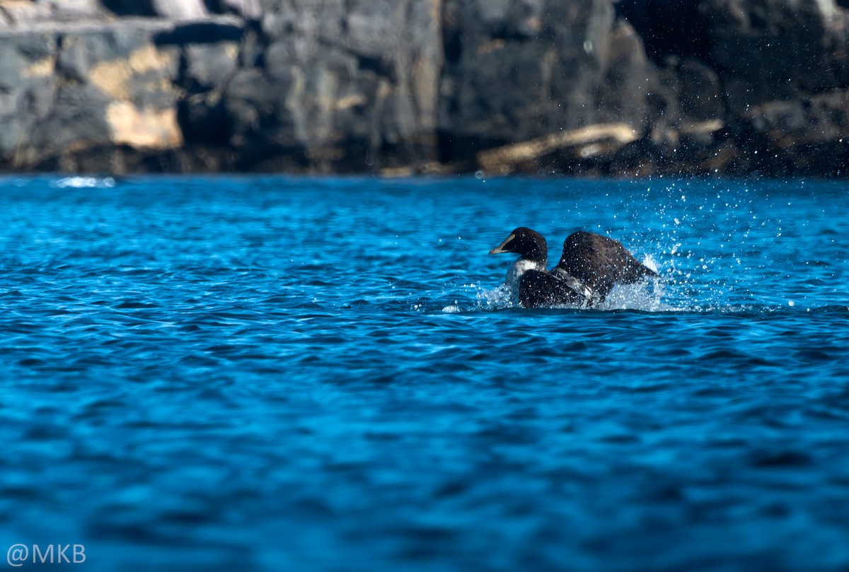 ærfugl - ML645764907