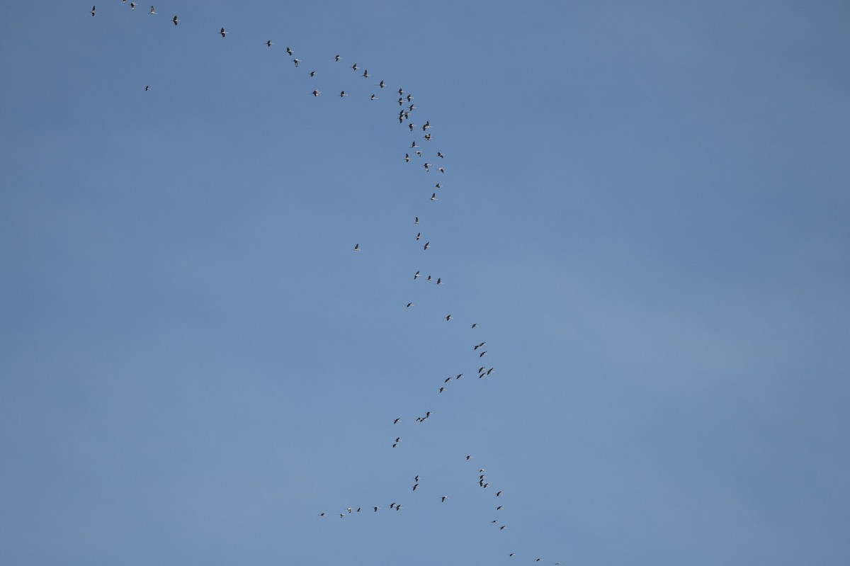 沙丘鶴 - ML645764917