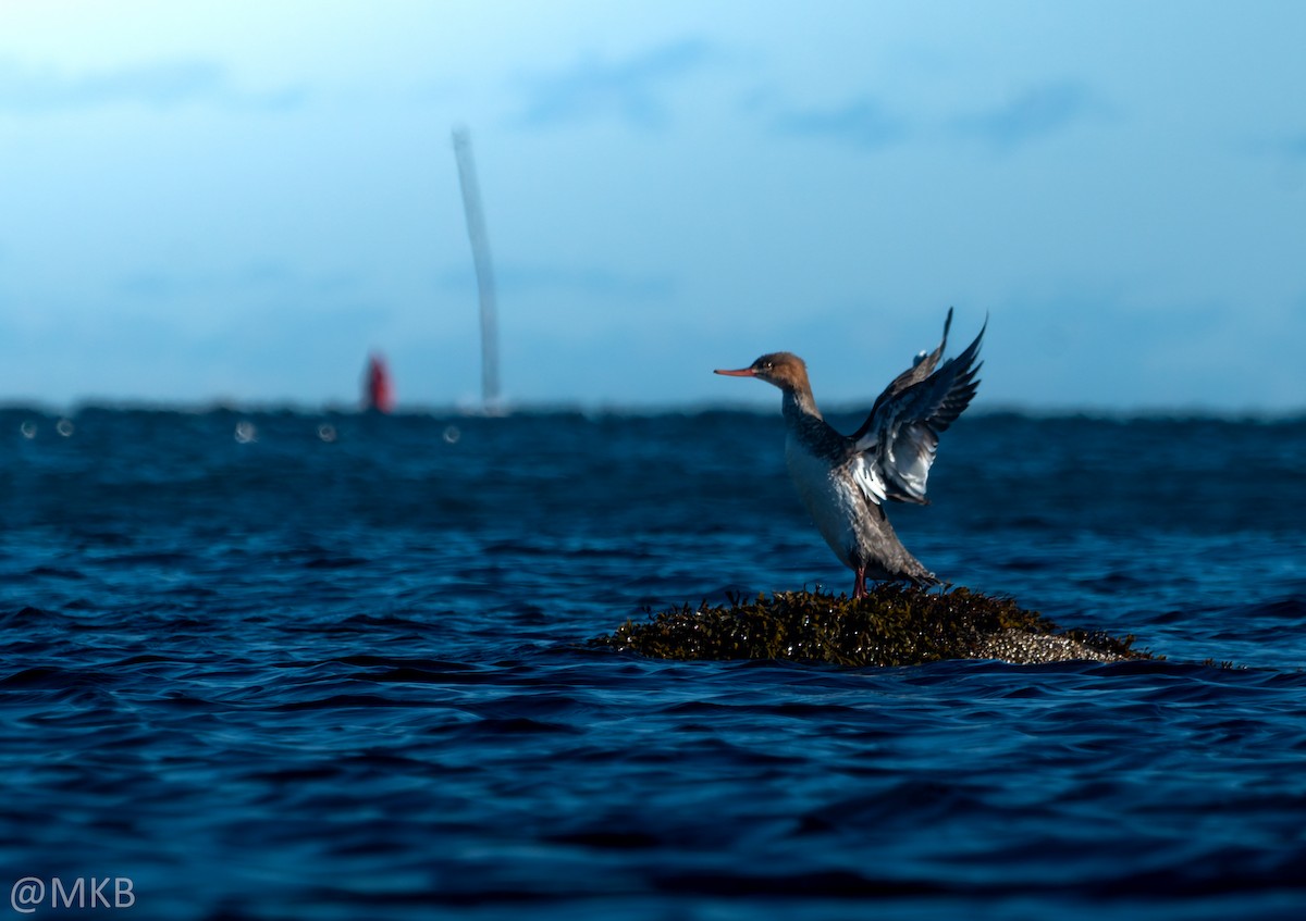 siland - ML645764927