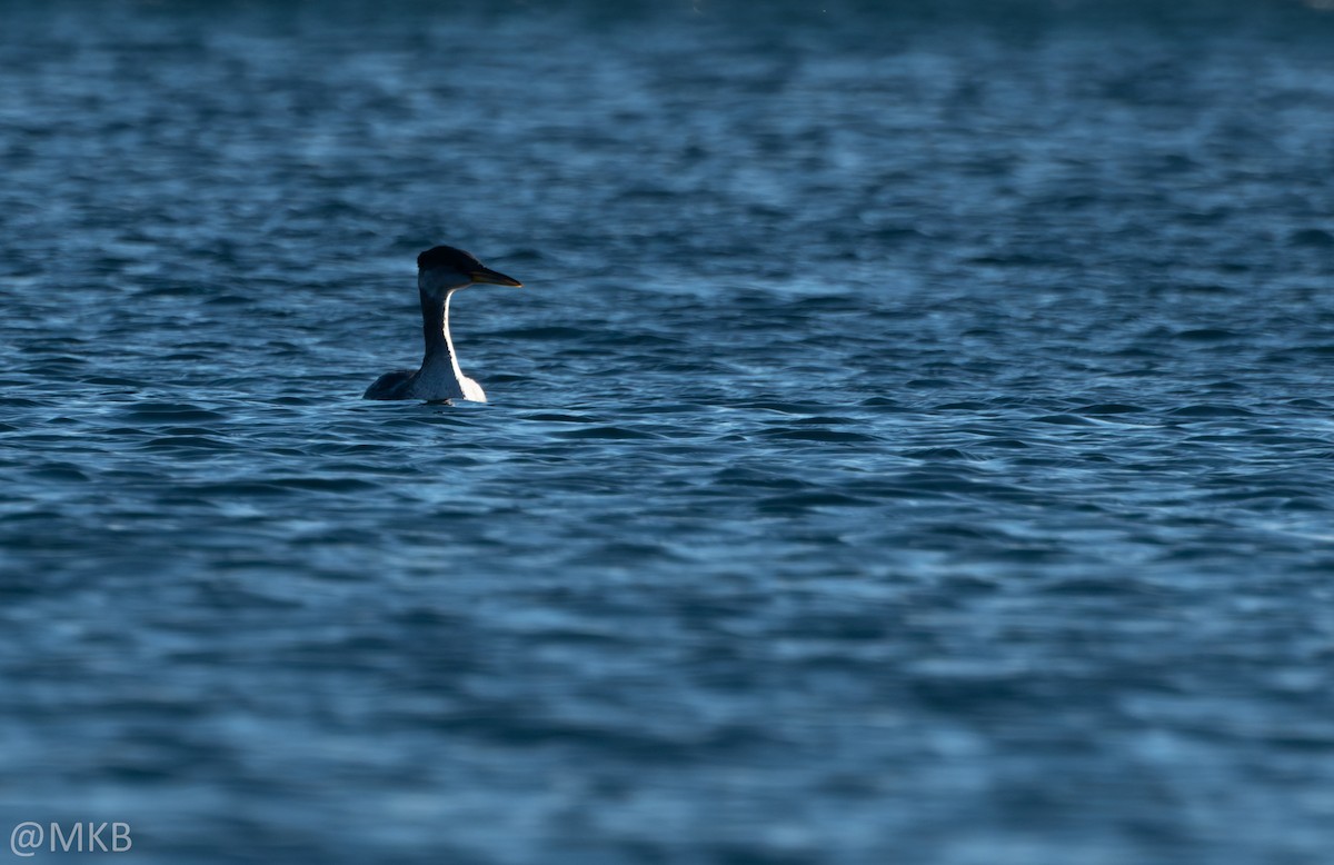 gråstrupedykker - ML645764932