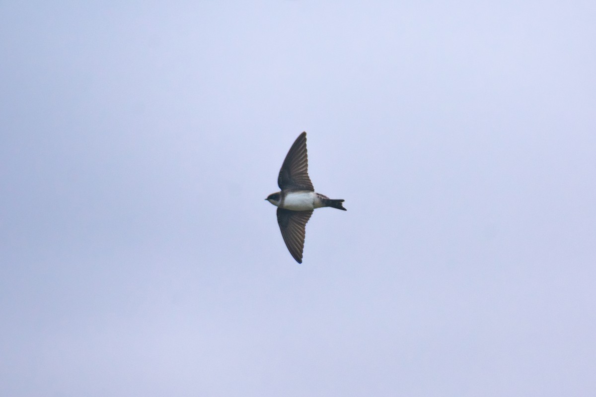 כוכית גדות - ML645764937