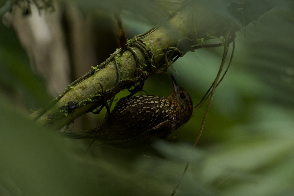 Spotted Barbtail - ML645764942