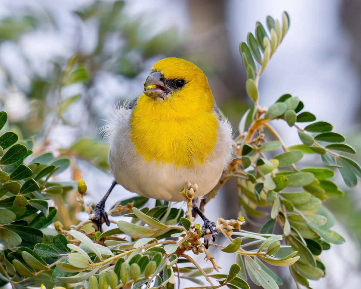 キムネハワイマシコ - ML645764947