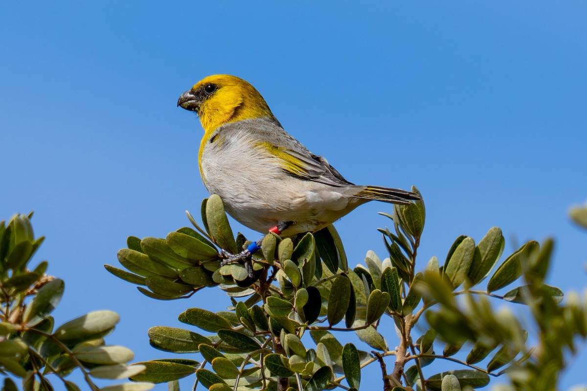 キムネハワイマシコ - ML645764948