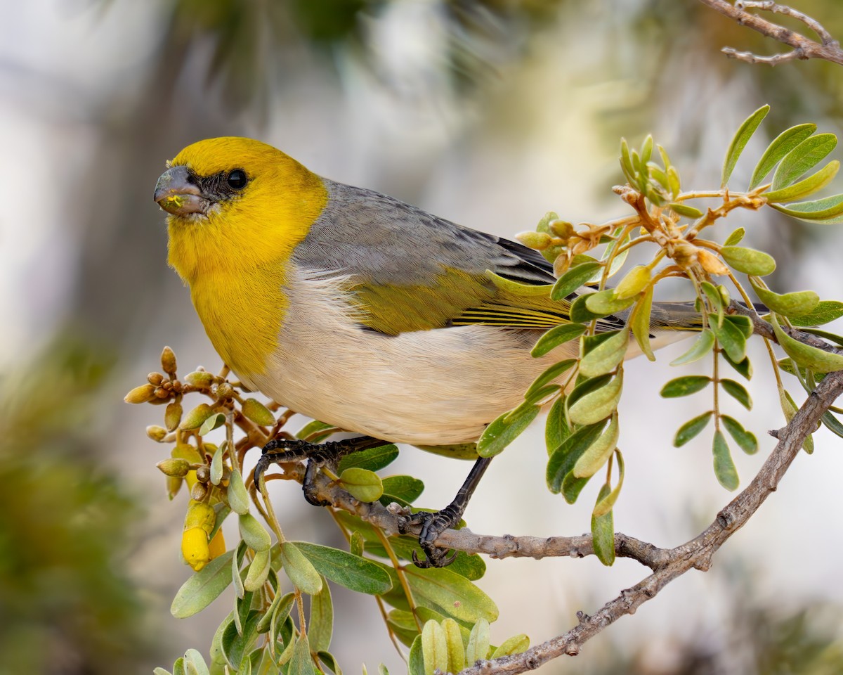 キムネハワイマシコ - ML645764950