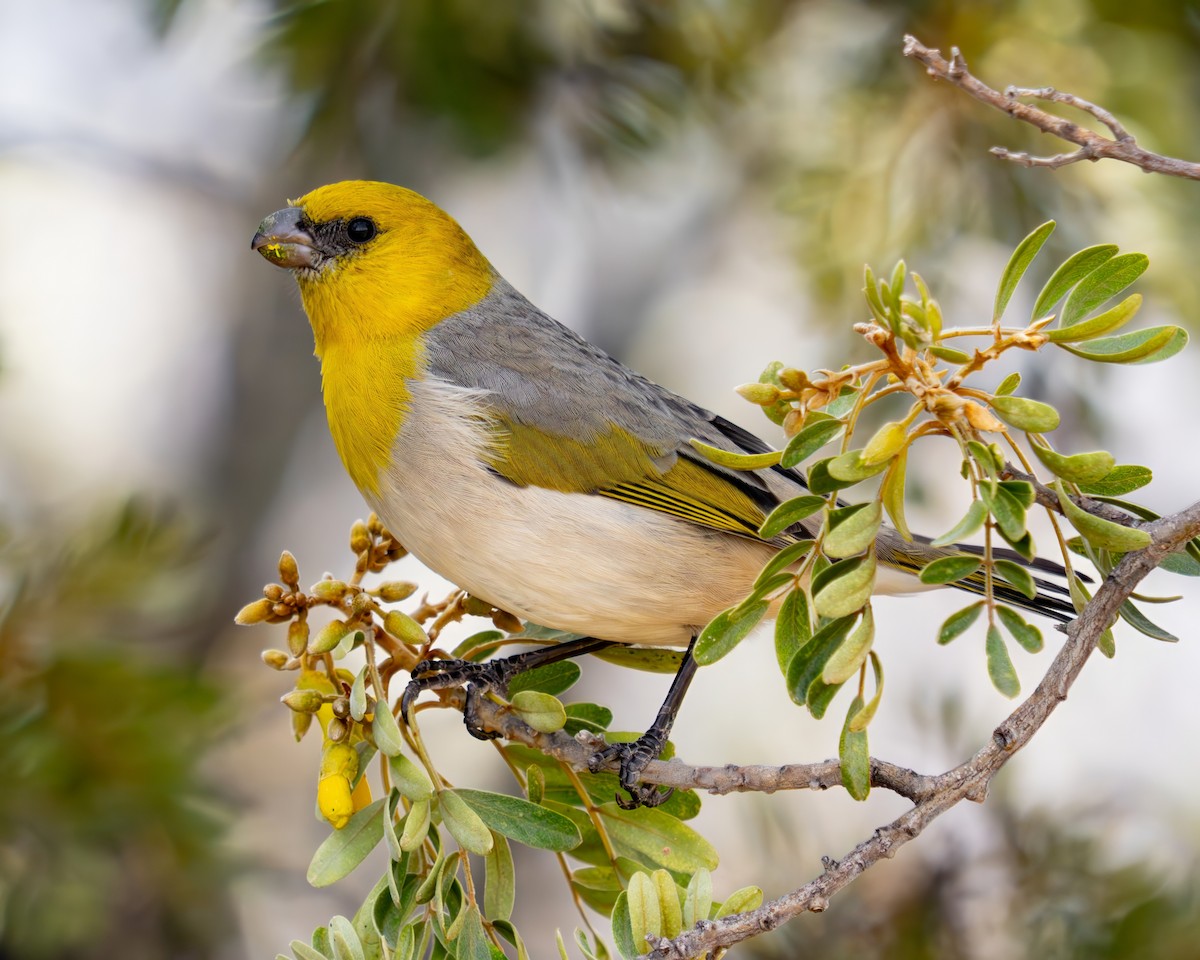 キムネハワイマシコ - ML645764951