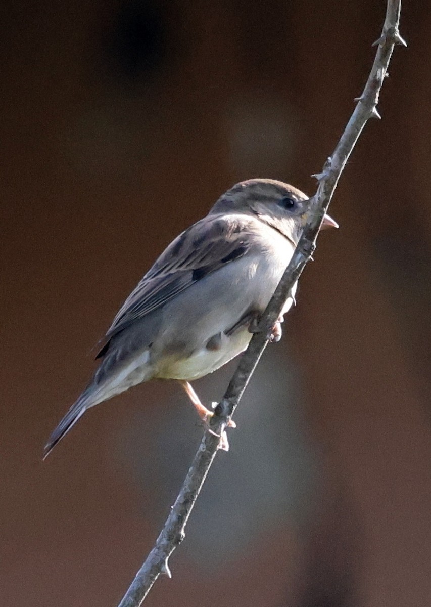 Moineau domestique - ML645764952
