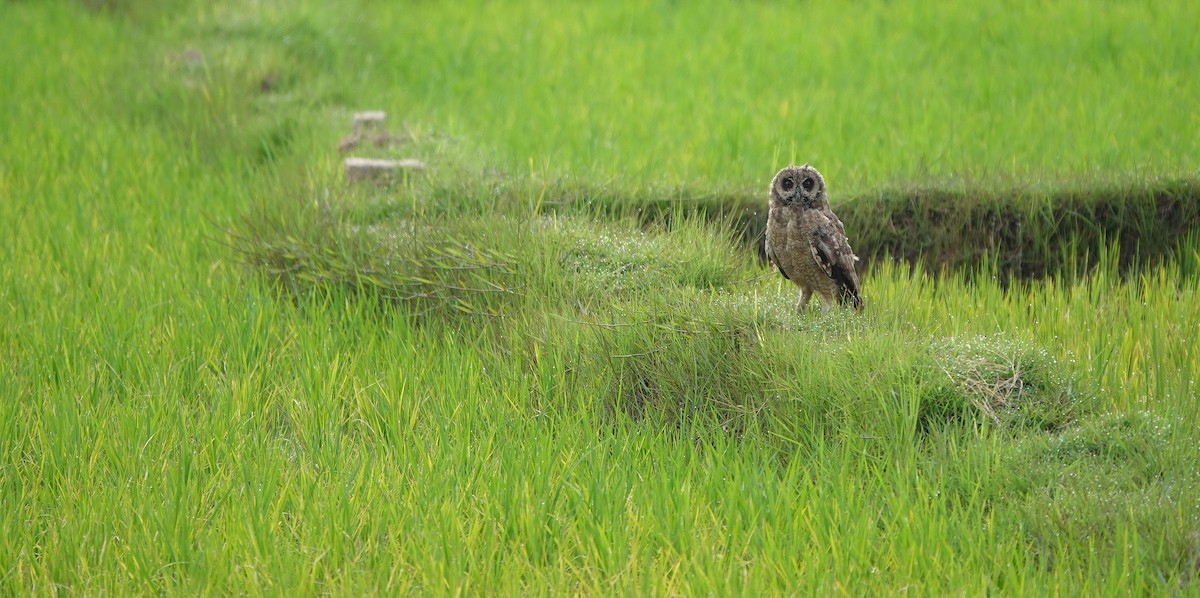Marsh Owl - ML645764953