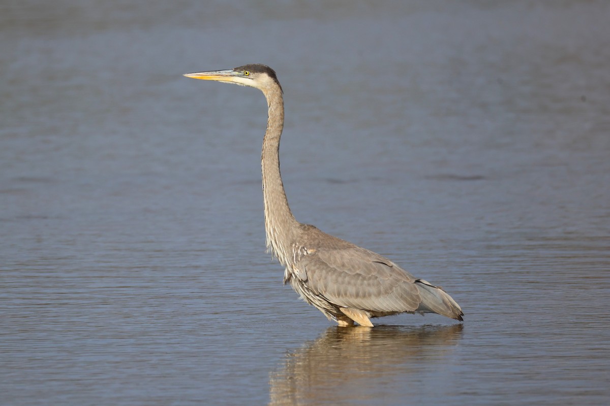 Great Blue Heron - ML645764957