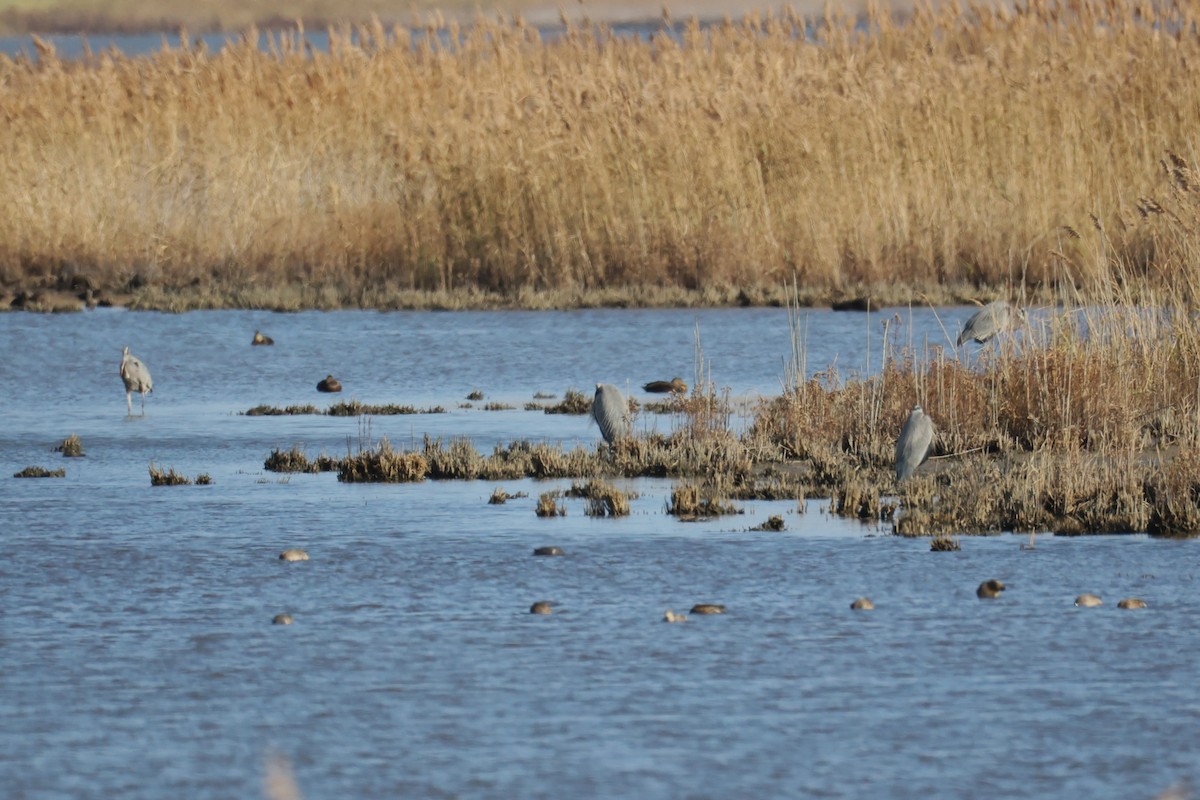Great Blue Heron - ML645764958