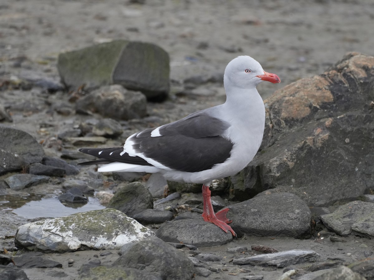 Dolphin Gull - ML645764959