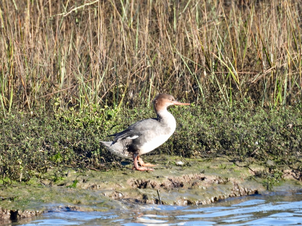 Smergo minore - ML645764962