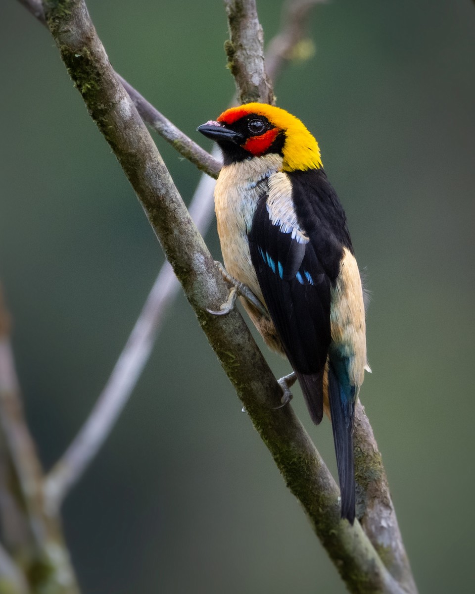 Flame-faced Tanager - ML645764966