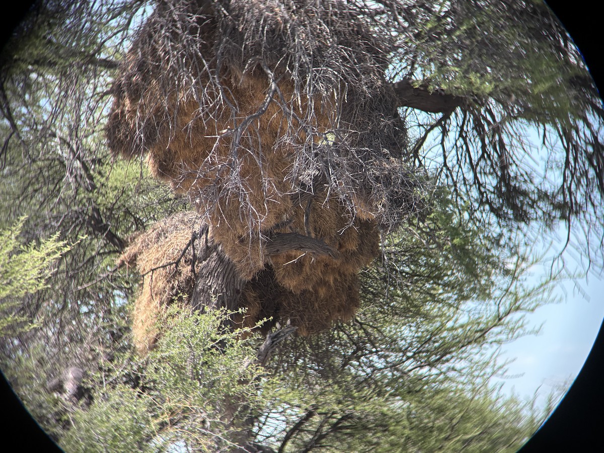 Sociable Weaver - ML645764973