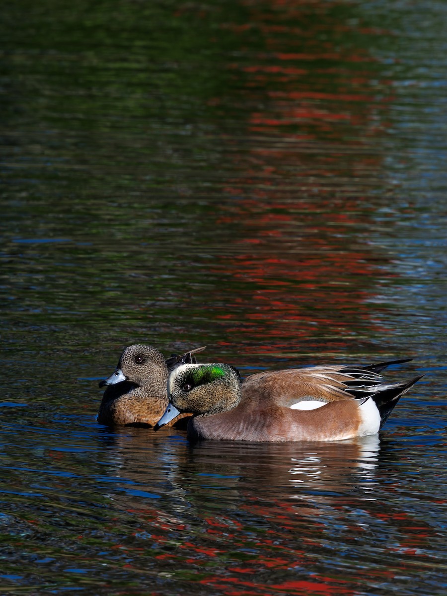 Свищ американський - ML645764976