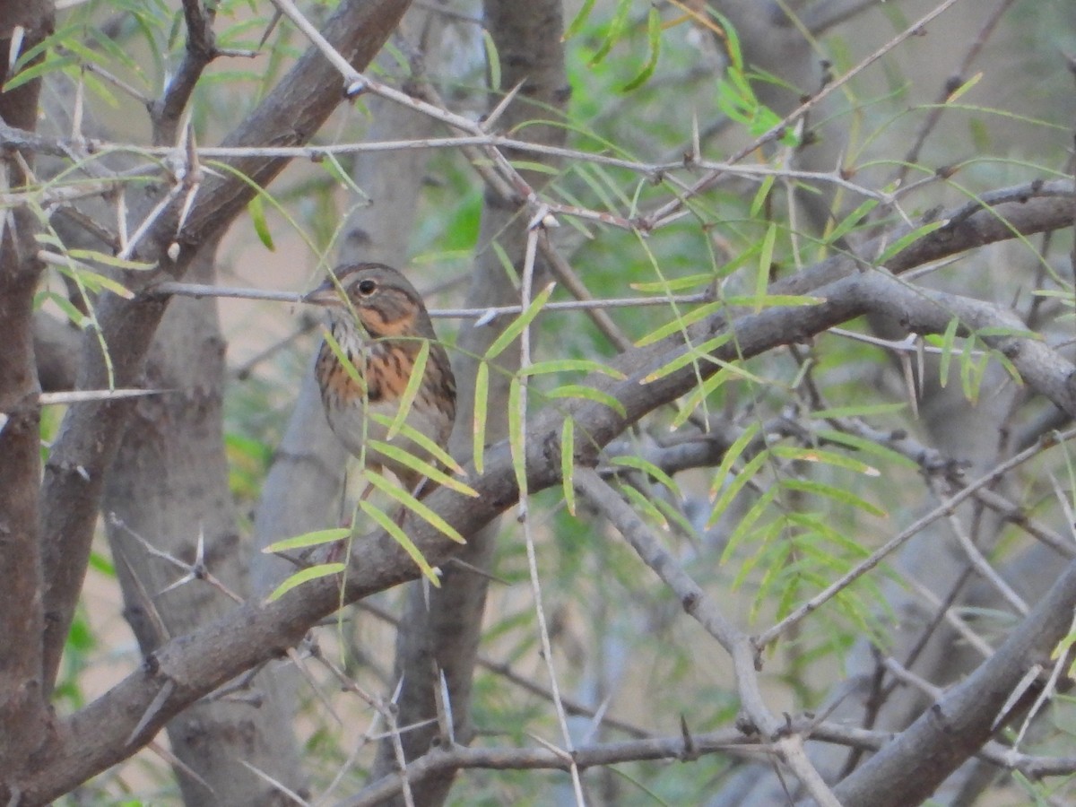 Lincoln's Sparrow - ML645764977