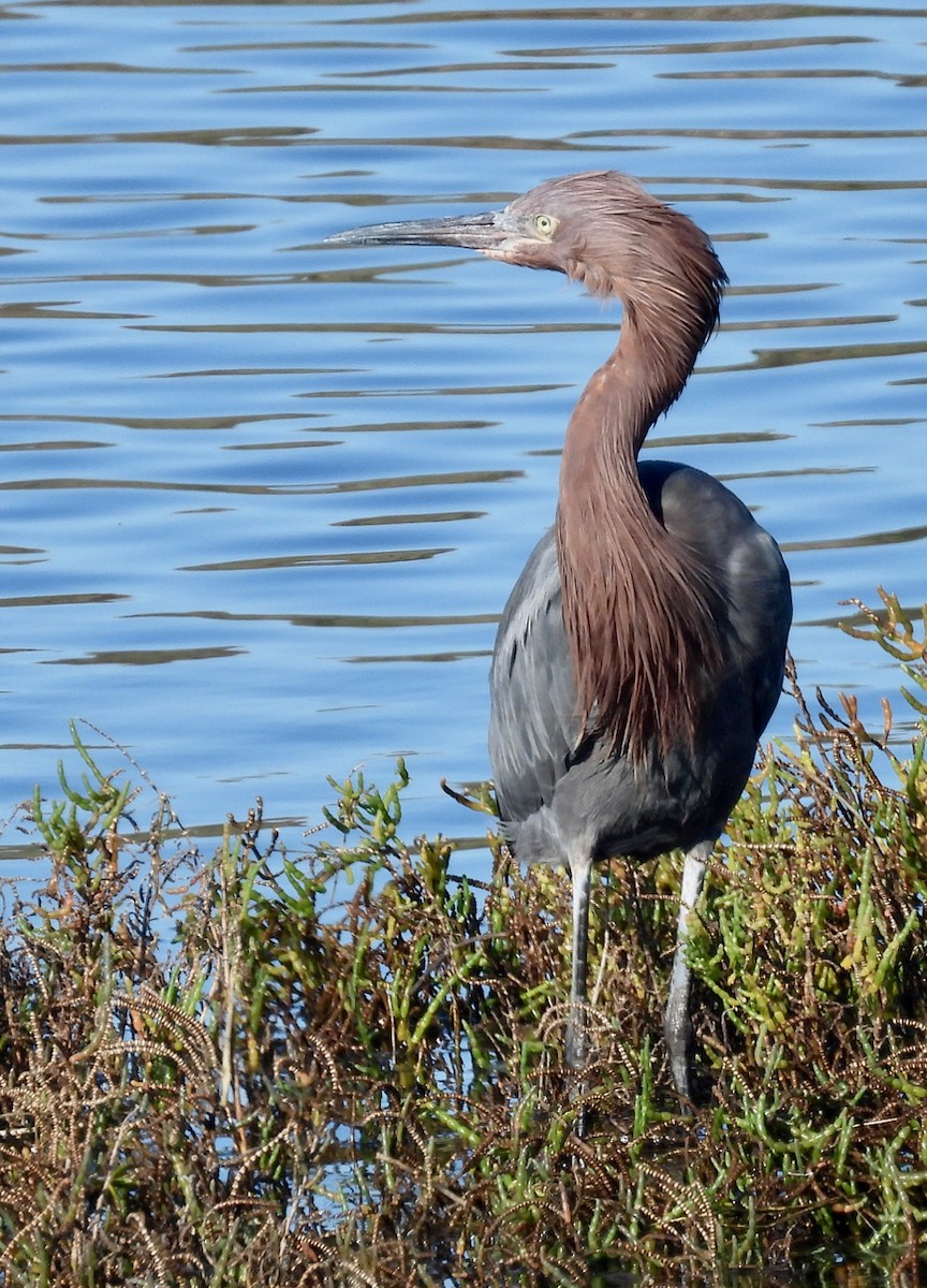 Reddish Egret - ML645764979