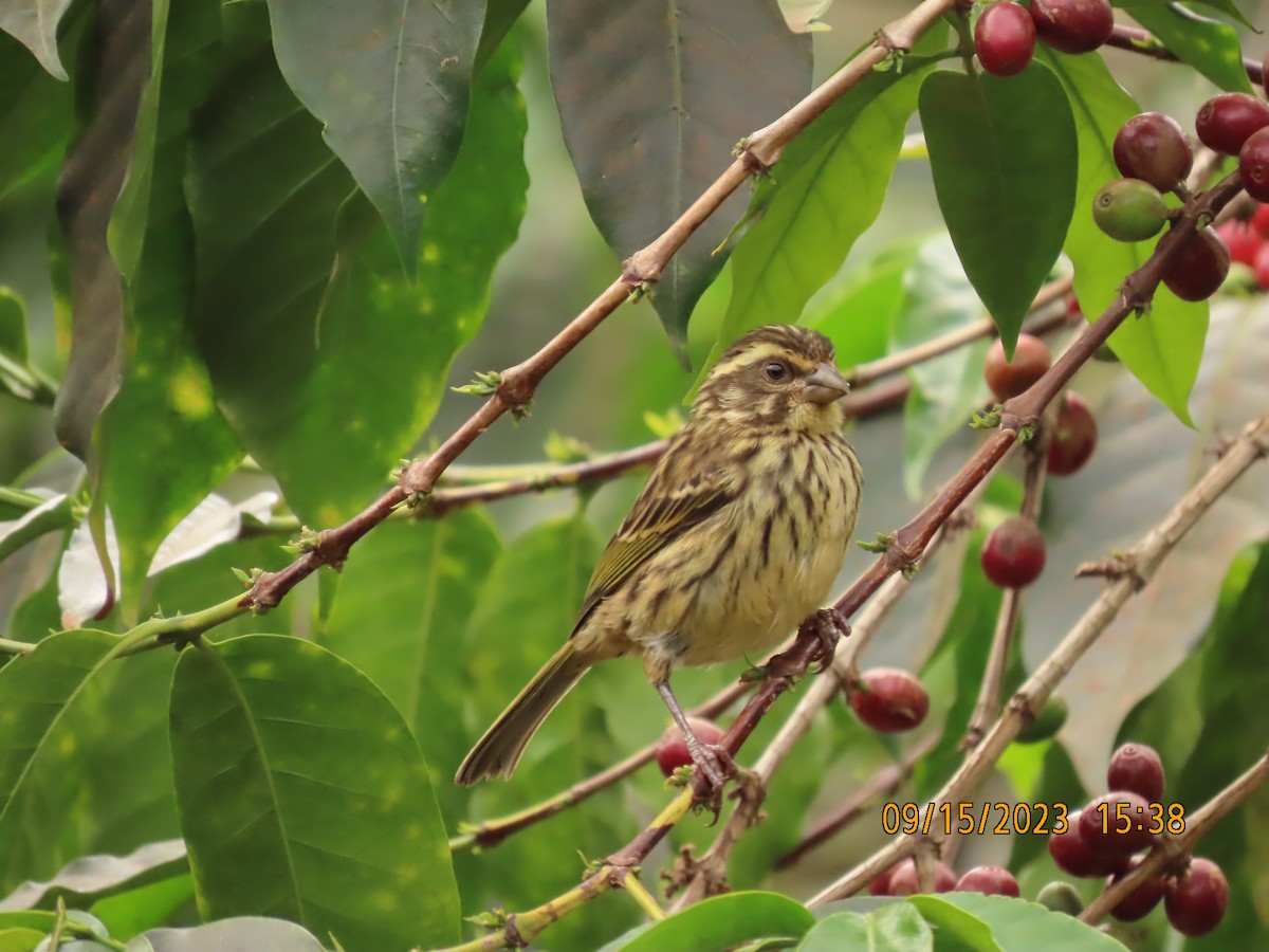 タテフカナリア - ML645764983