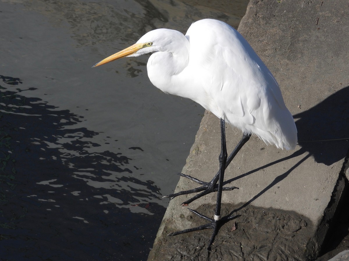 Garceta Grande - ML645764984