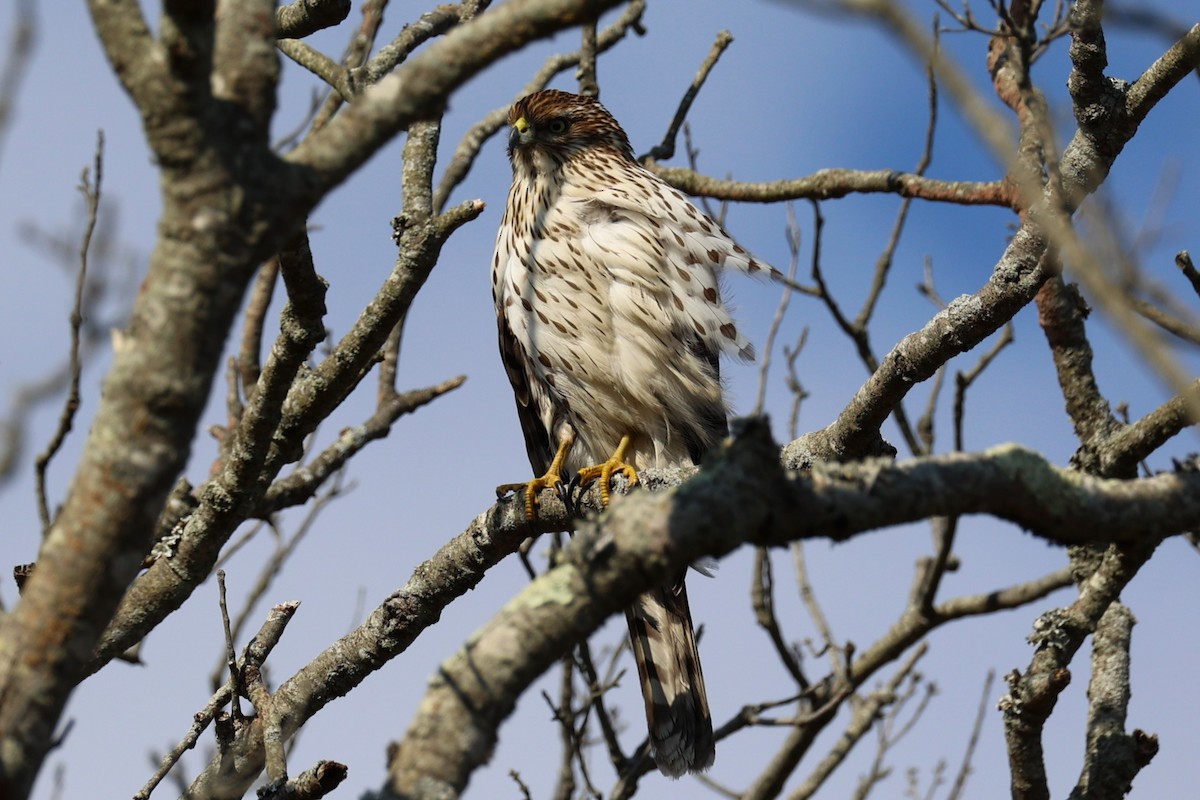 Яструб чорноголовий - ML645764985