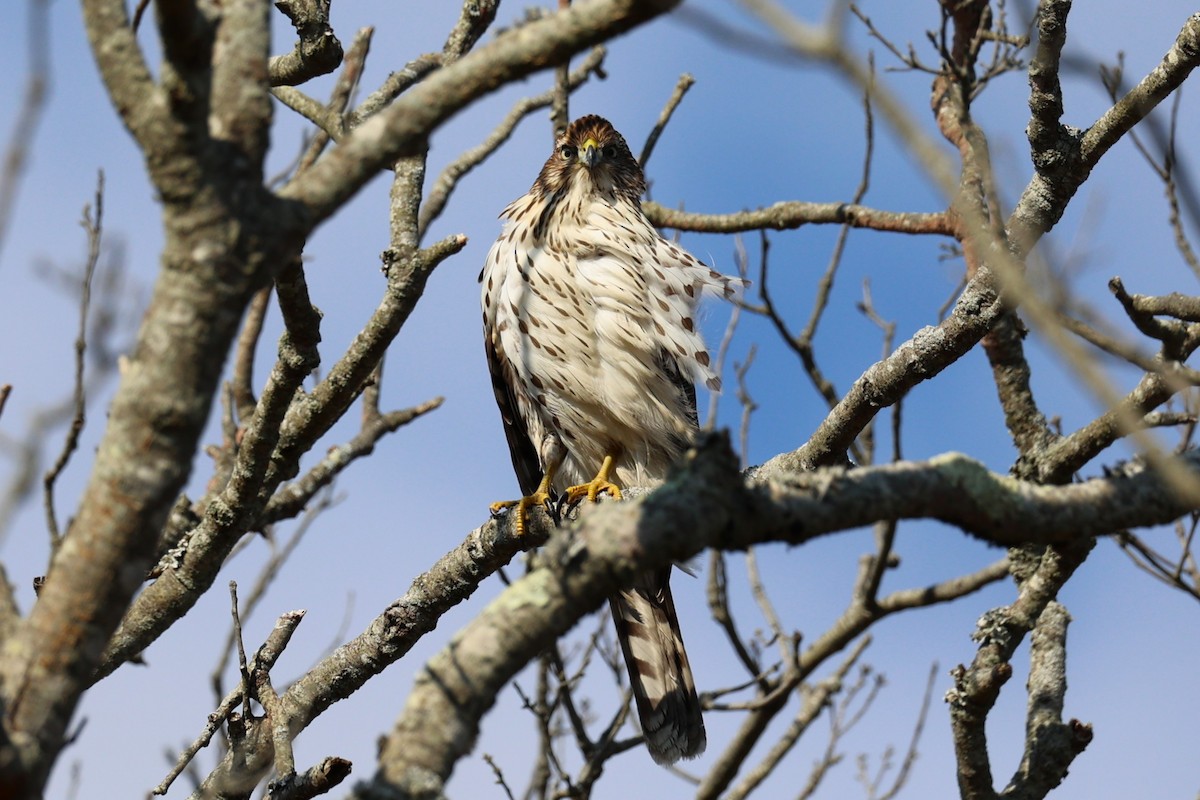 Яструб чорноголовий - ML645764986