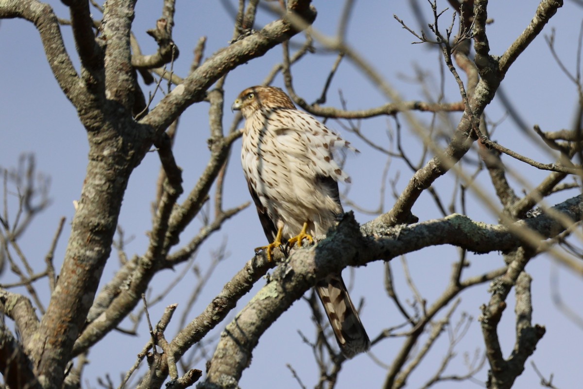 Яструб чорноголовий - ML645764987