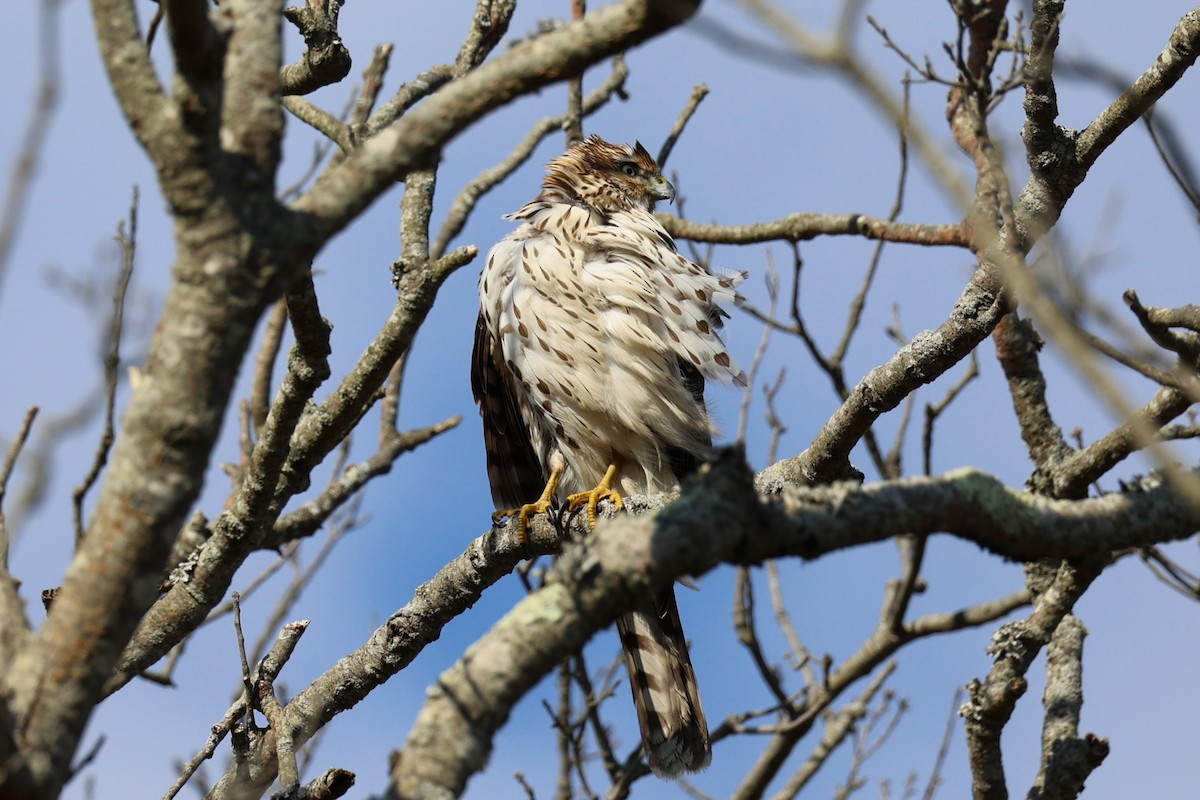 Яструб чорноголовий - ML645764988