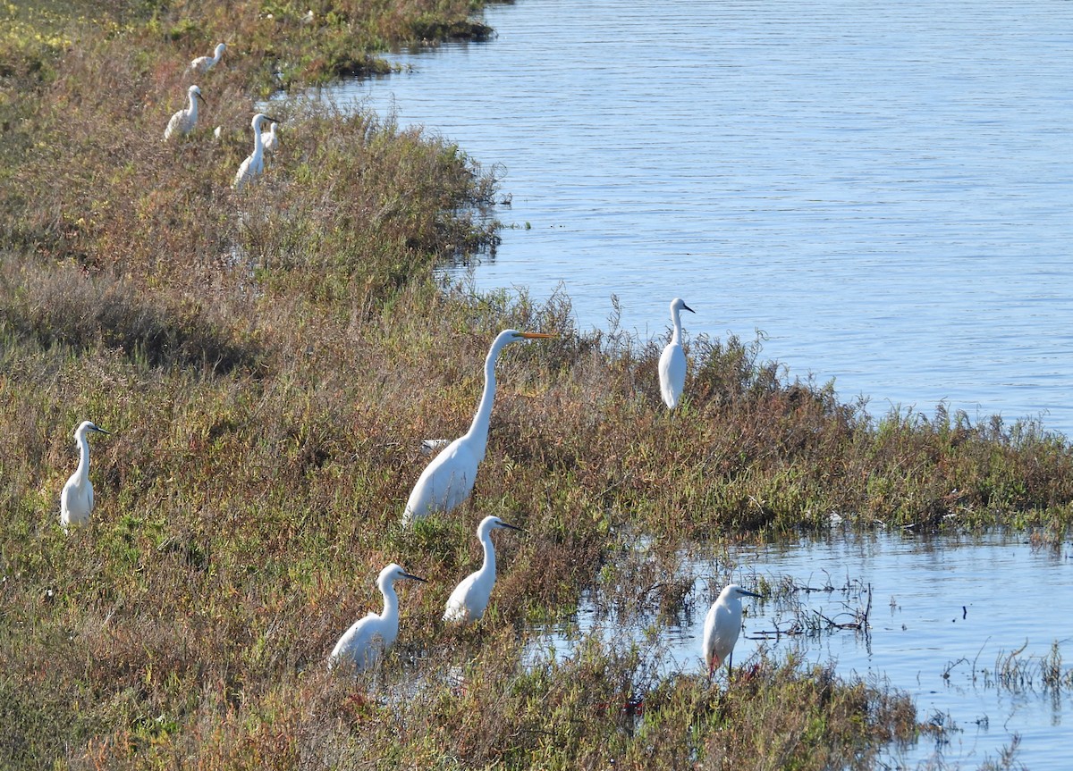 Snowy Egret - ML645764994