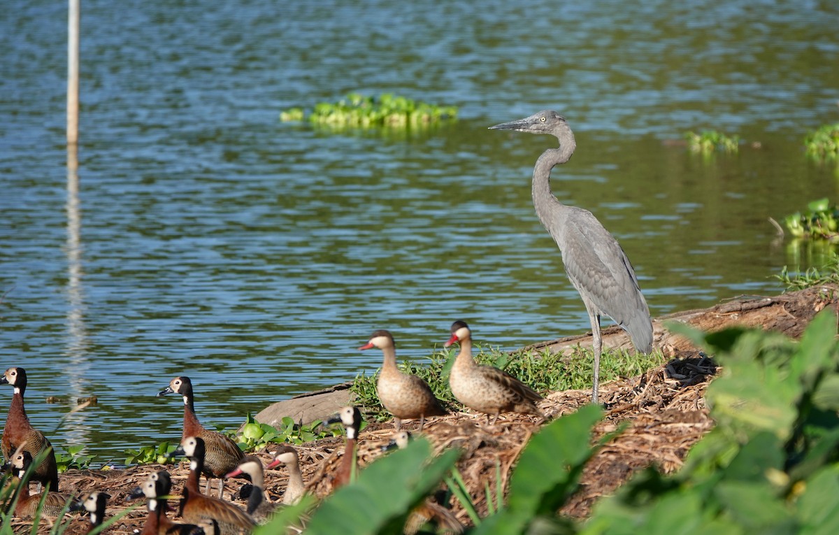 Humblot's Heron - ML645765000