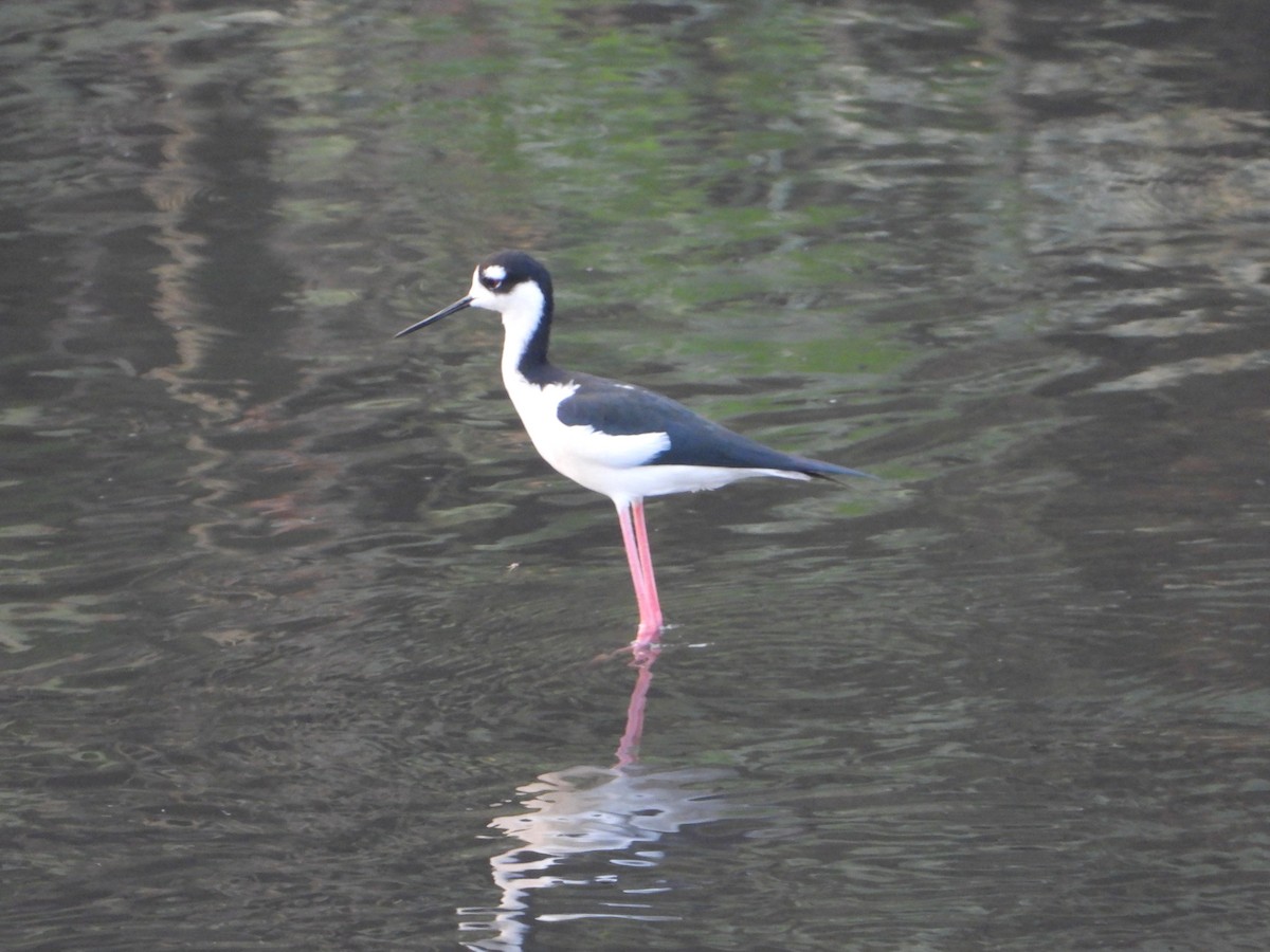Black-necked Stilt - ML645765005