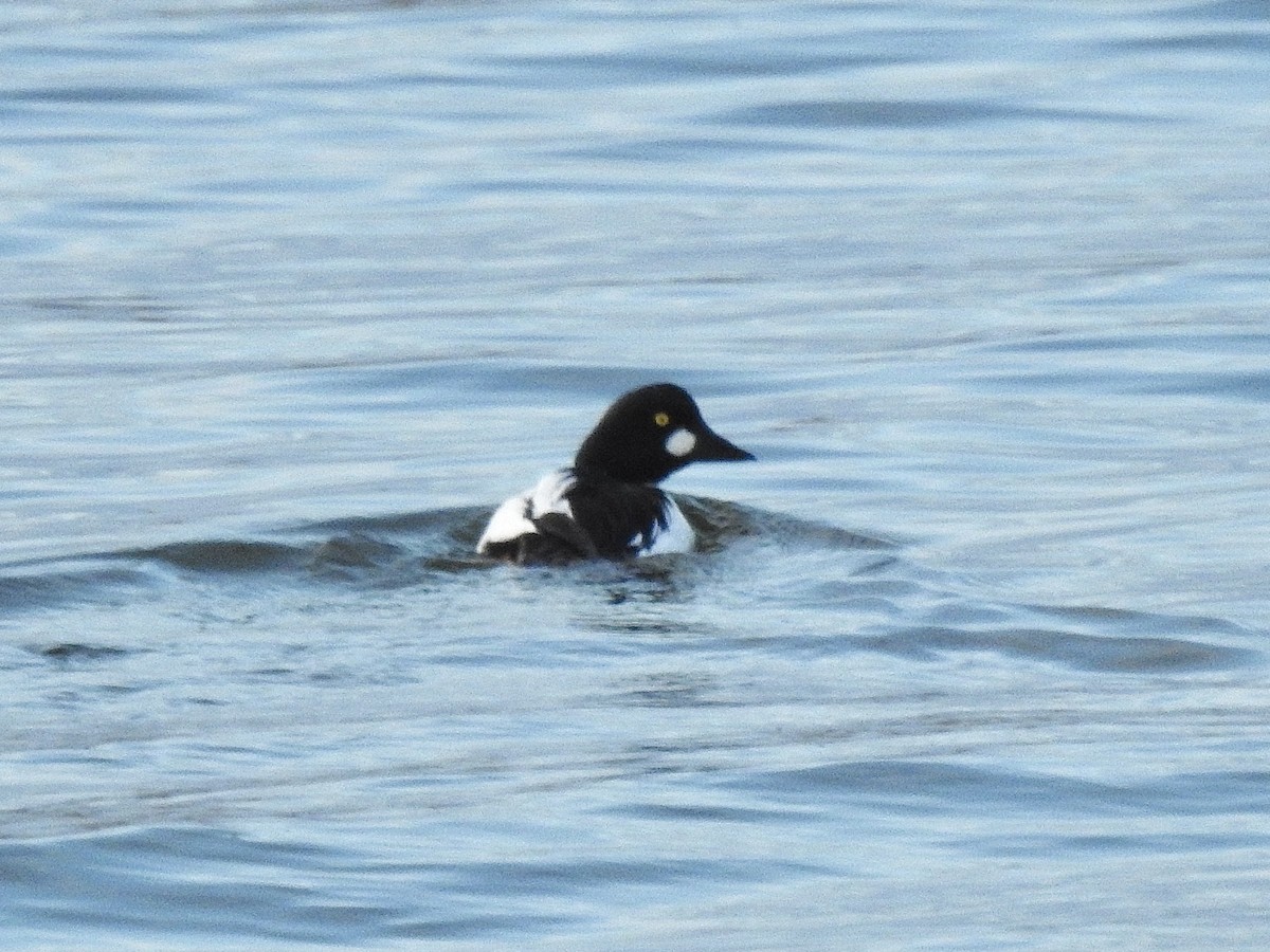 Common Goldeneye - ML645765010