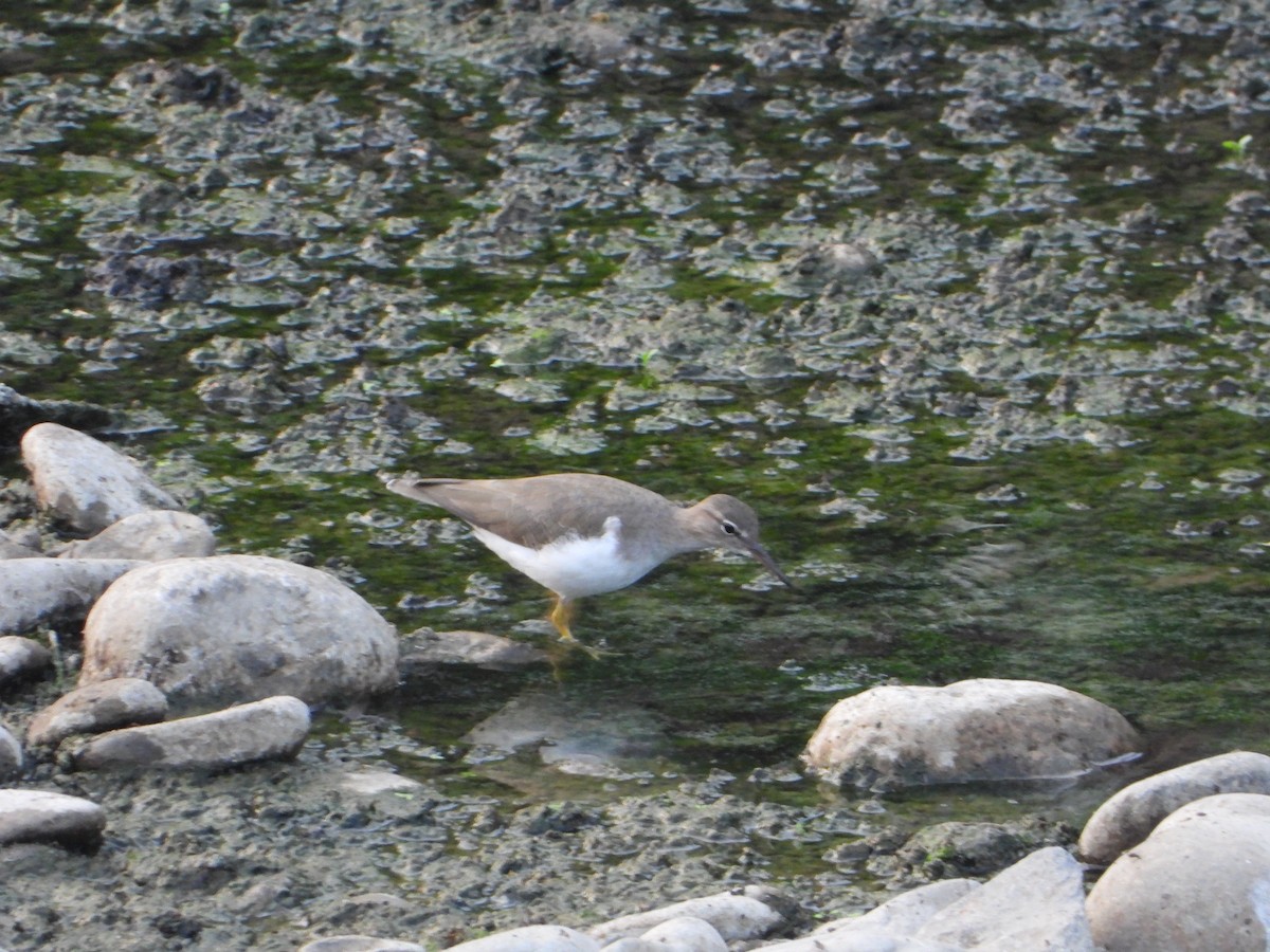Spotted Sandpiper - ML645765023