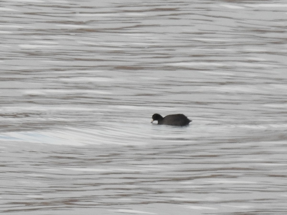 American Coot - ML645765031
