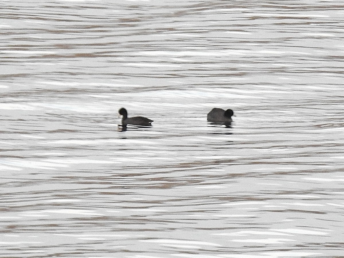 American Coot - ML645765032