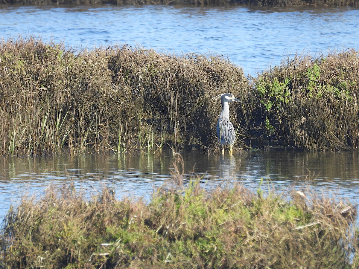 Yellow-crowned Night Heron - ML645765037
