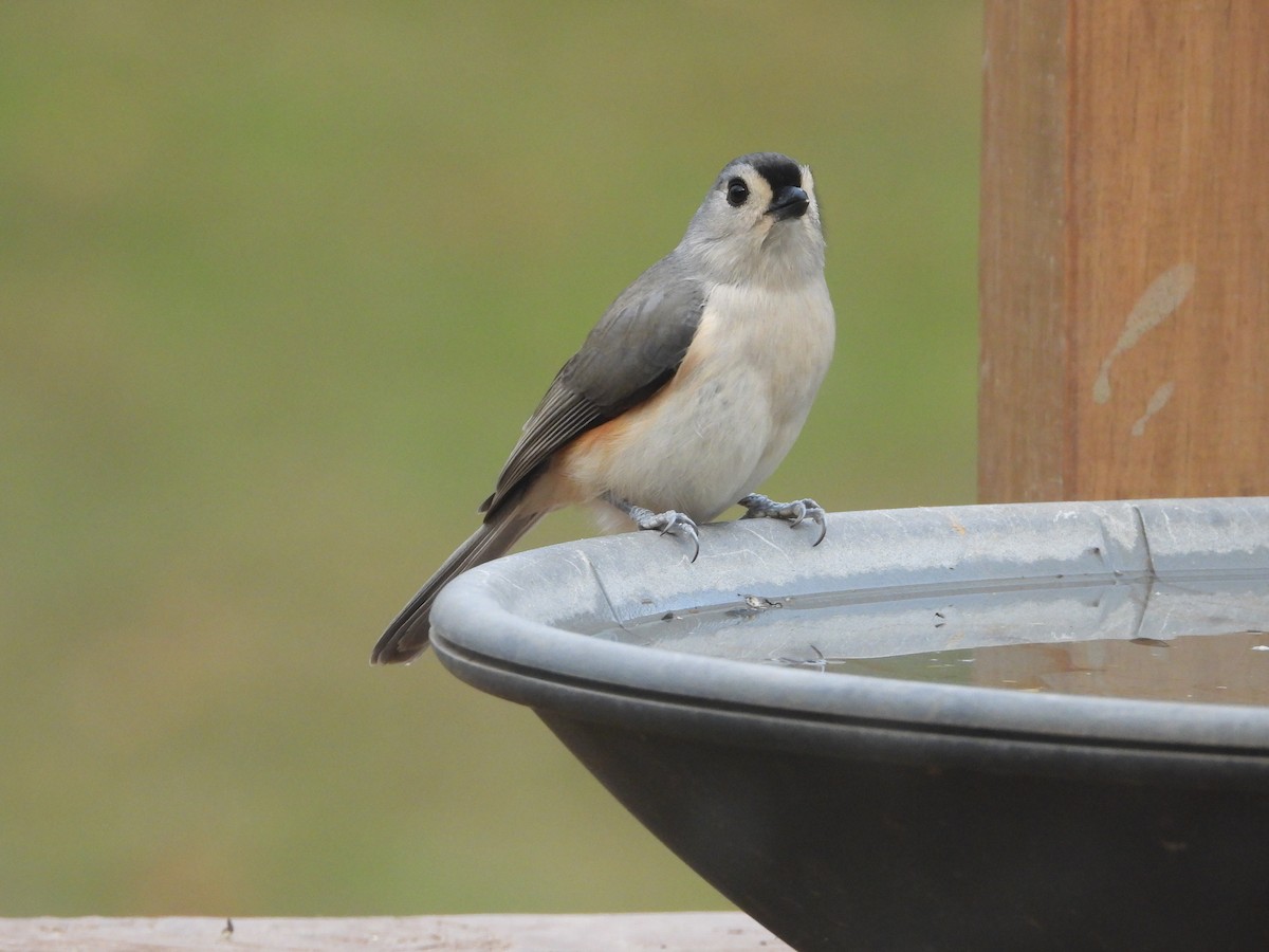 gråduskmeis - ML645765038