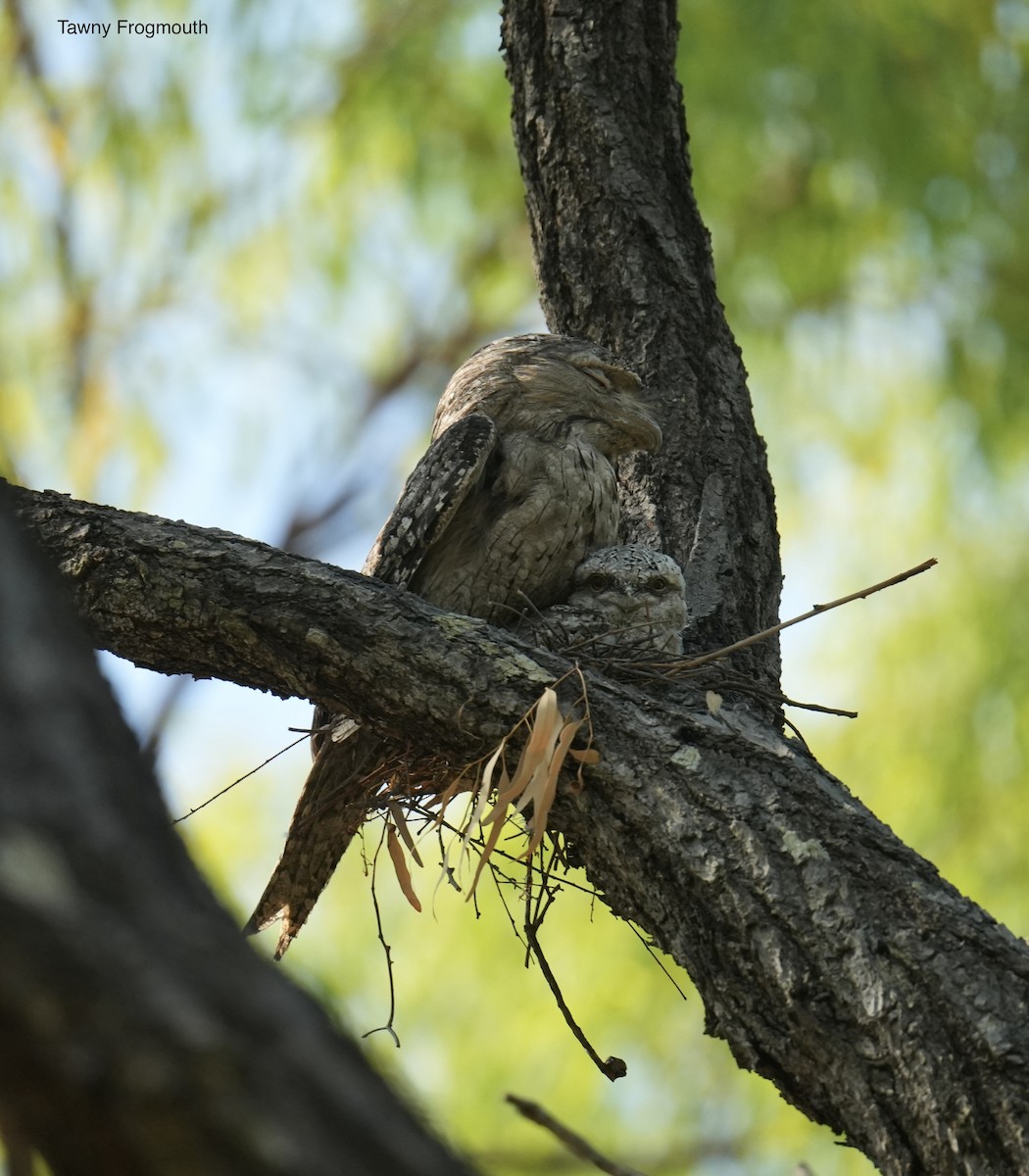 Tawny Frogmouth - ML645765043