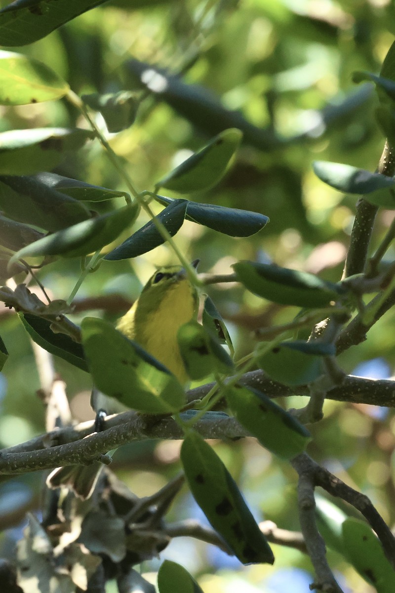 Yellow-throated Vireo - ML645765045