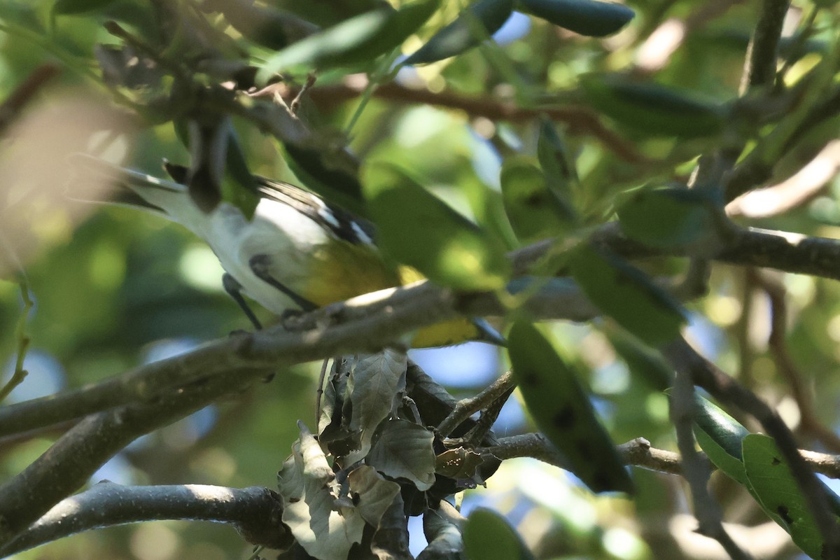 Yellow-throated Vireo - ML645765046