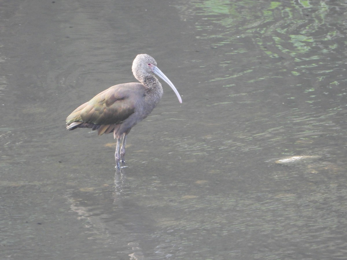 White-faced Ibis - ML645765048