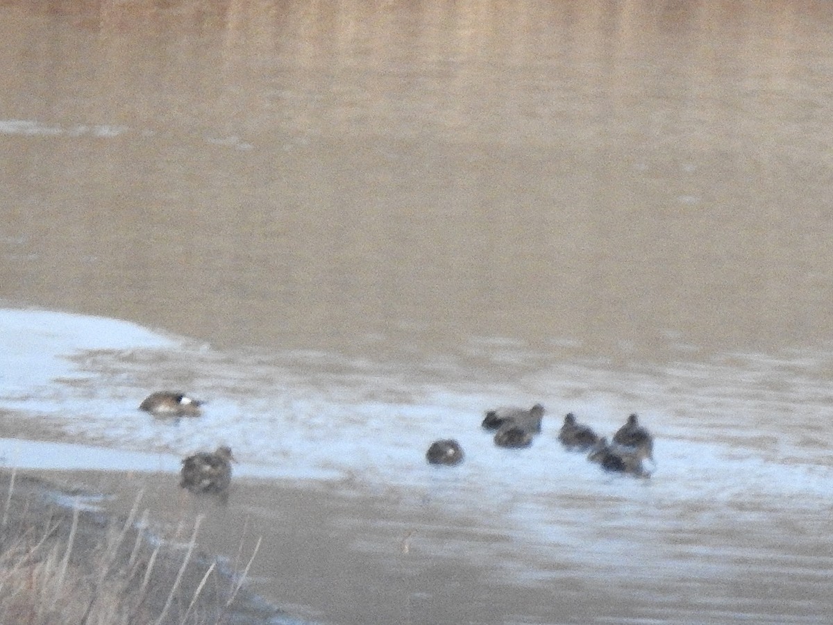 Gadwall - ML645765049