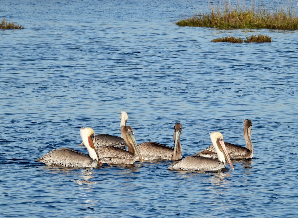 Brown Pelican - ML645765053